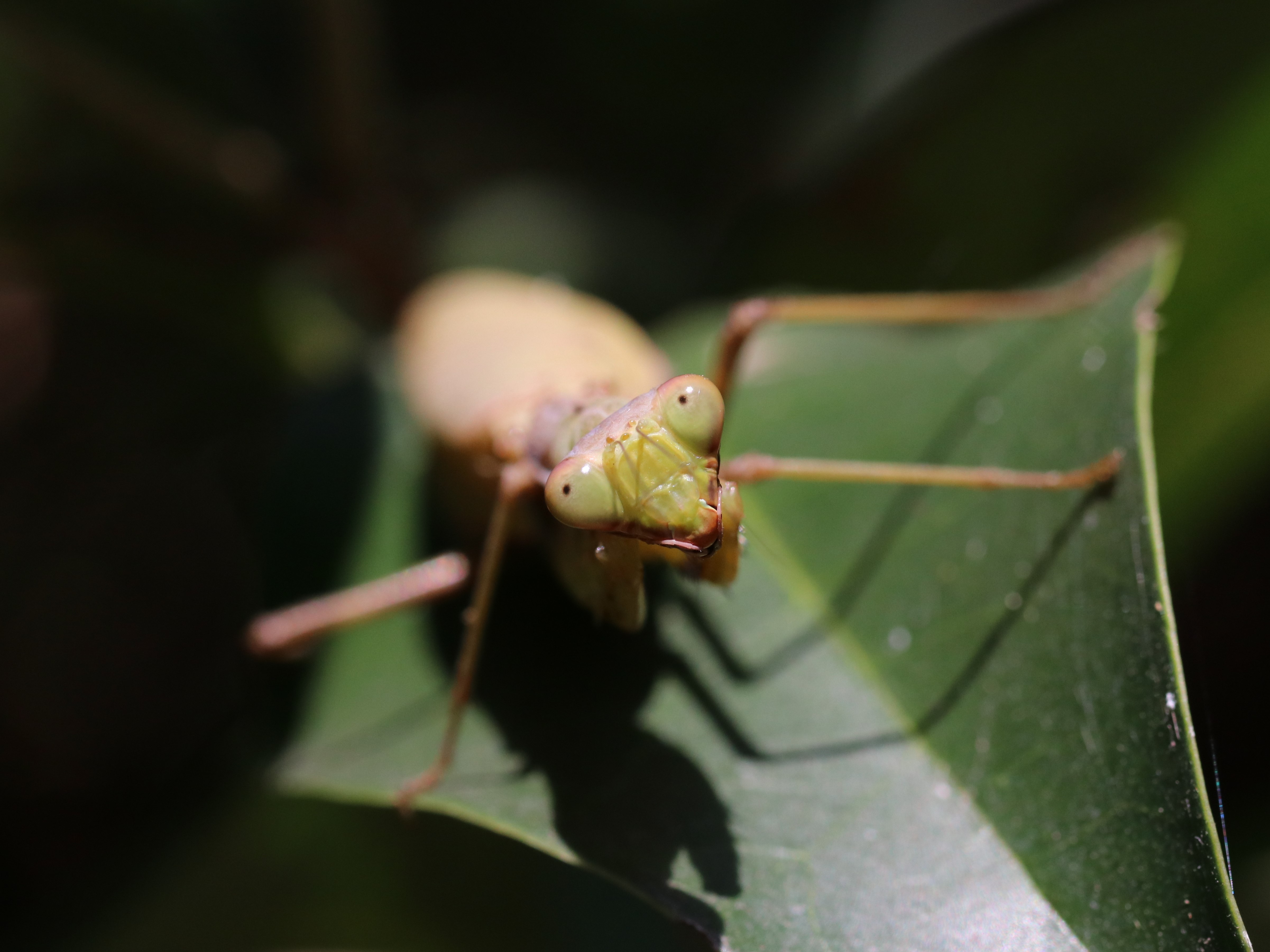 ハラビロカマキリ5